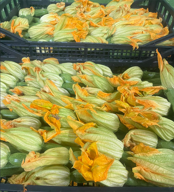 Zucchine con fiore - Piemonte - 1,80/2 euro al chilogrammo